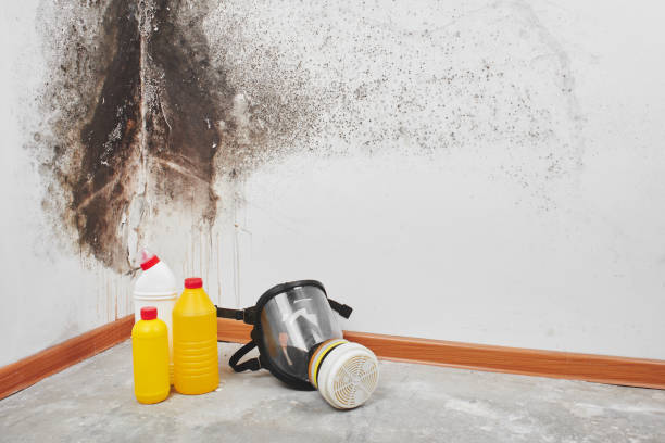 Best Attic Mold Removal  in North Wilkesboro, NC