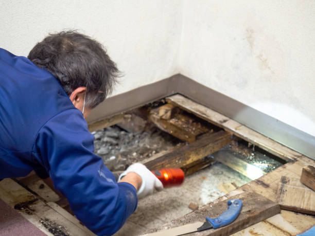 Best Certified Mold Removal  in North Wilkesboro, NC