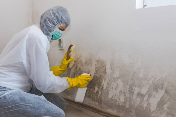 Best Office Mold Removal Services  in North Wilkesboro, NC