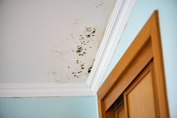 Best Mold Testing  in North Wilkesboro, NC