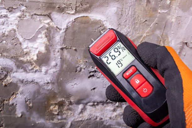 Best Affordable Mold Removal  in North Wilkesboro, NC