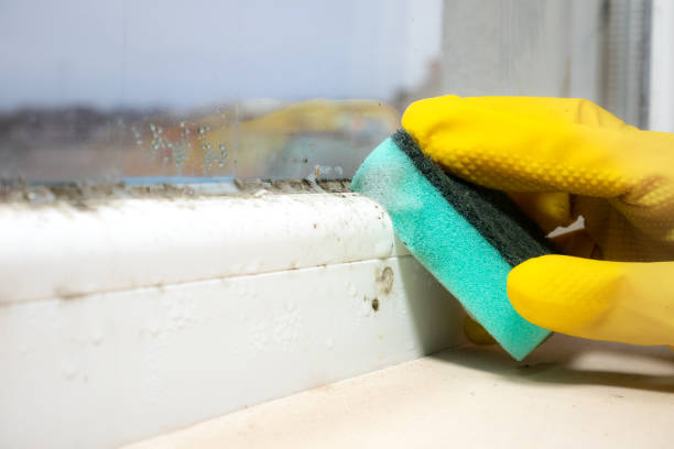 Best Home Mold Removal  in North Wilkesboro, NC