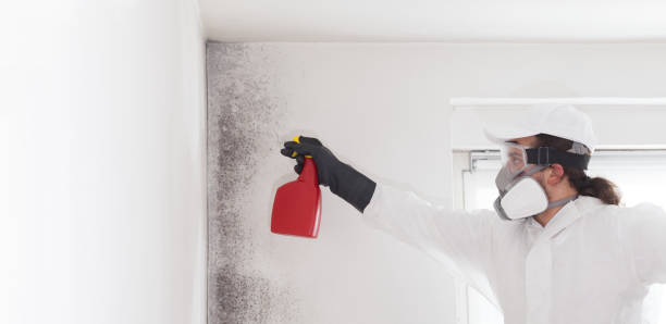 North Wilkesboro, NC Mold Removal Company