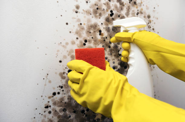 Best Mold Cleaning Services  in North Wilkesboro, NC