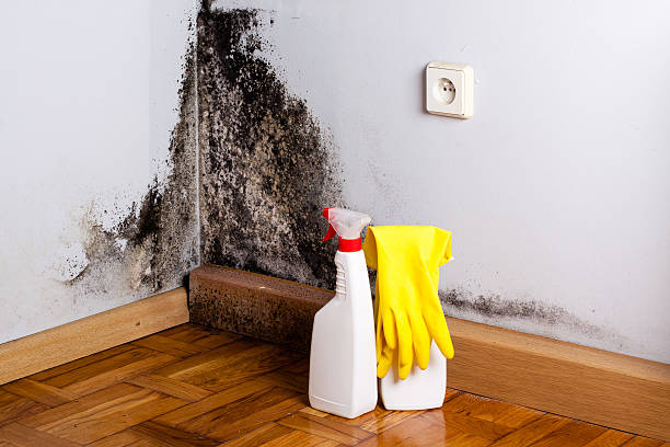 Best Commercial Mold Removal  in North Wilkesboro, NC